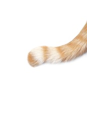Photo of Cat with fluffy tail on white background, above view