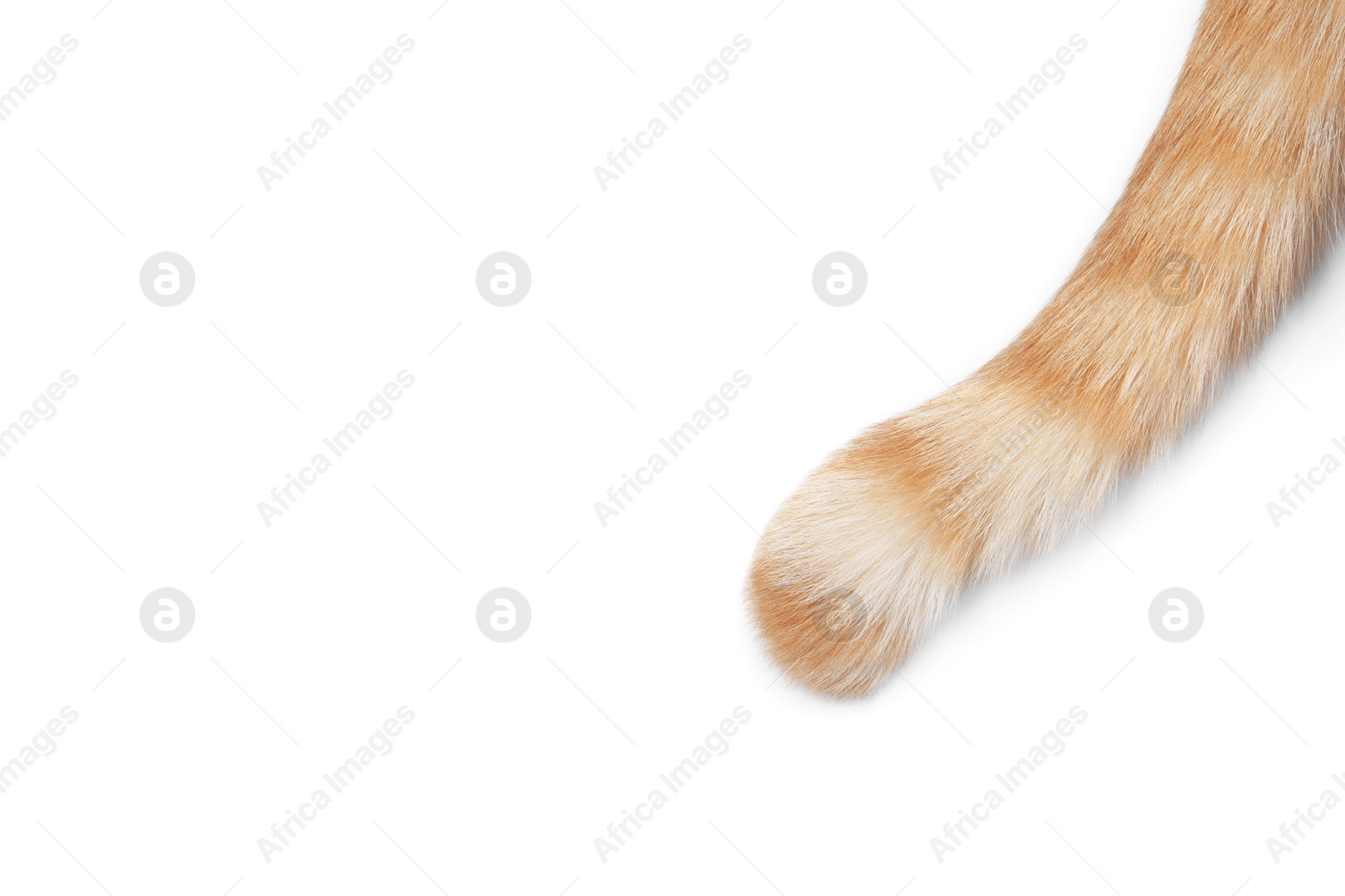Cat with fluffy tail on white background, top view Photo of Cat with fluffy tail on white background, top view