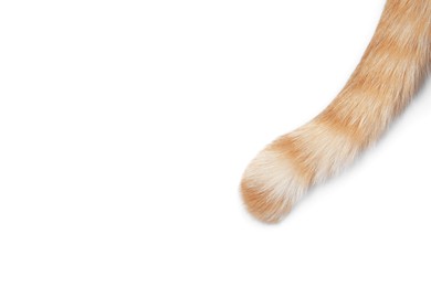 Photo of Cat with fluffy tail on white background, top view