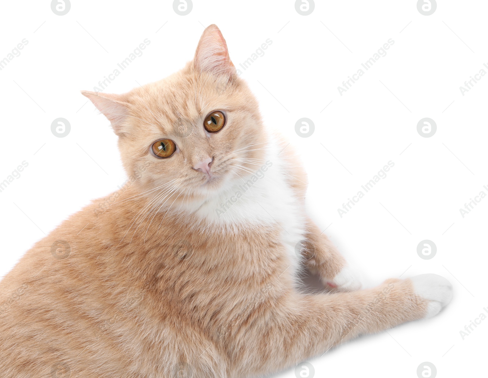 Adorable ginger cat on white background. Cute animal Photo of Adorable ginger cat on white background. Cute animal