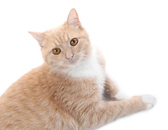 Photo of Adorable ginger cat on white background. Cute animal