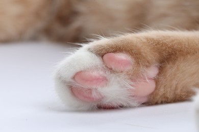 Photo of Cat with fluffy paw on white background, macro view