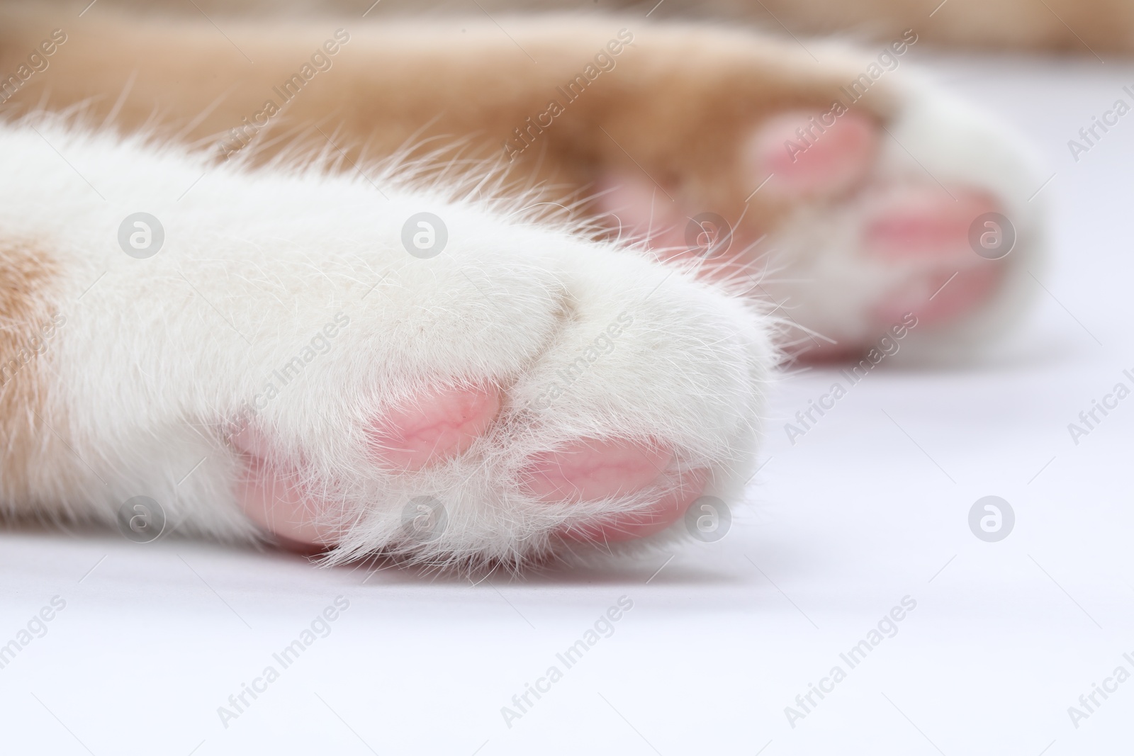 Cat with fluffy paw on white background, macro view Photo of Cat with fluffy paw on white background, macro view