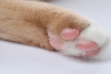 Photo of Cat with fluffy paw on white background, macro view