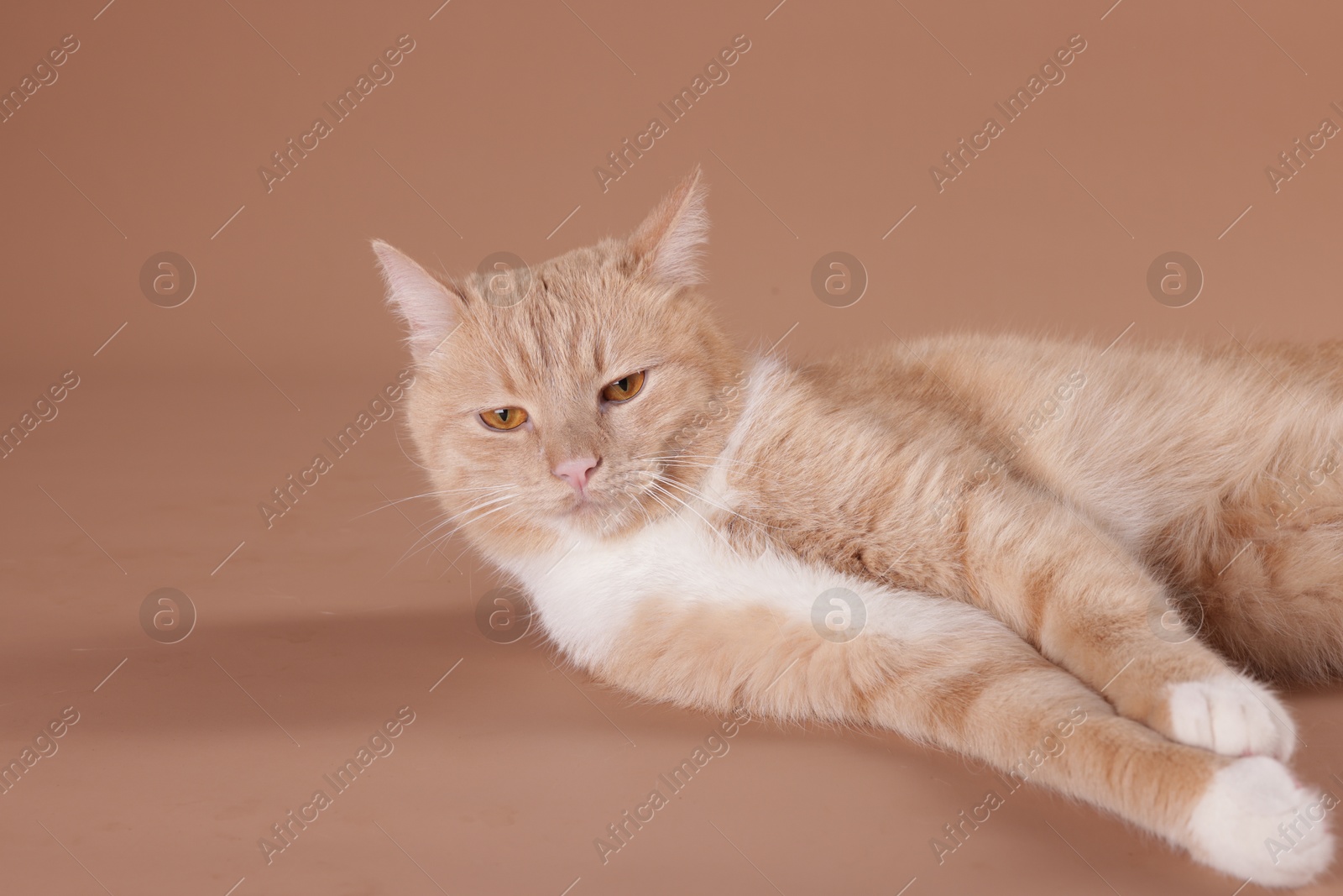 Adorable cat on beige background, space for text Photo of Adorable cat on beige background, space for text