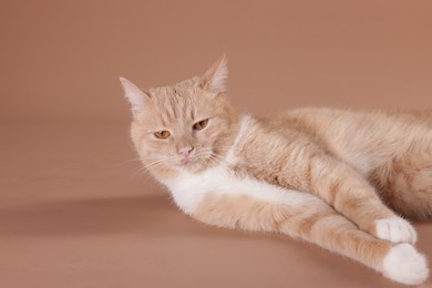 Photo of Adorable cat on beige background, space for text