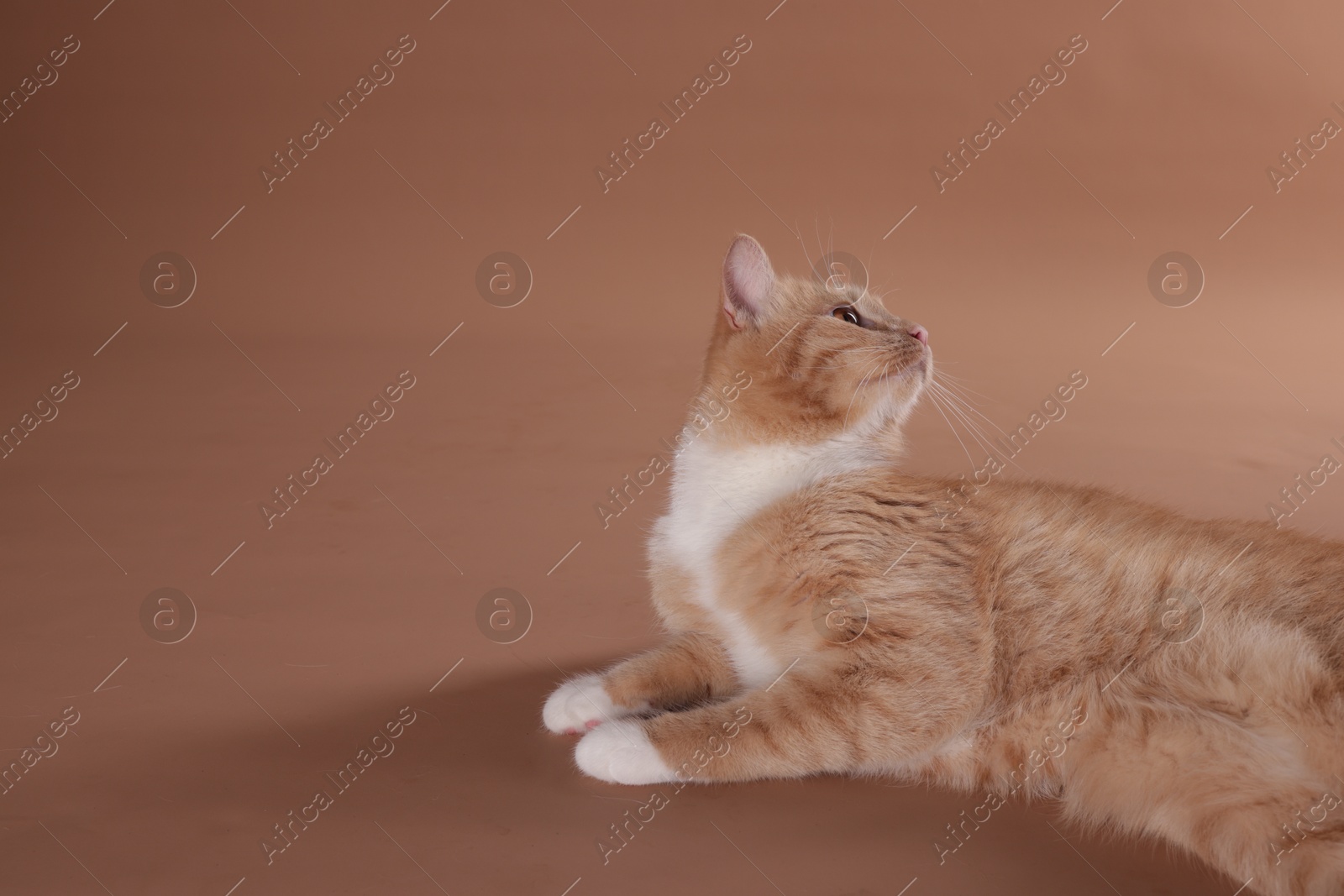 Adorable cat on beige background. Space for text Photo of Adorable cat on beige background. Space for text