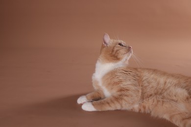 Photo of Adorable cat on beige background. Space for text