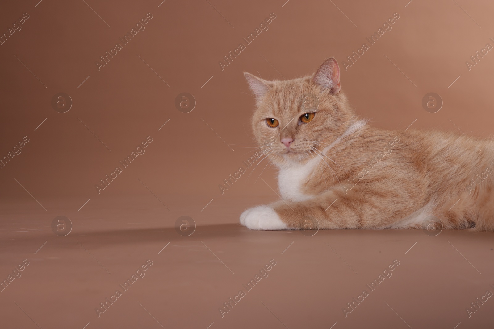 Adorable cat on beige background, space for text Photo of Adorable cat on beige background, space for text