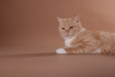Photo of Adorable cat on beige background, space for text