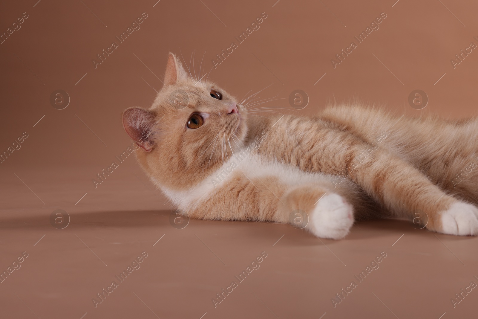 Adorable ginger cat on beige background. Cute animal Photo of Adorable ginger cat on beige background. Cute animal
