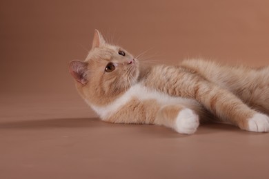 Photo of Adorable ginger cat on beige background. Cute animal