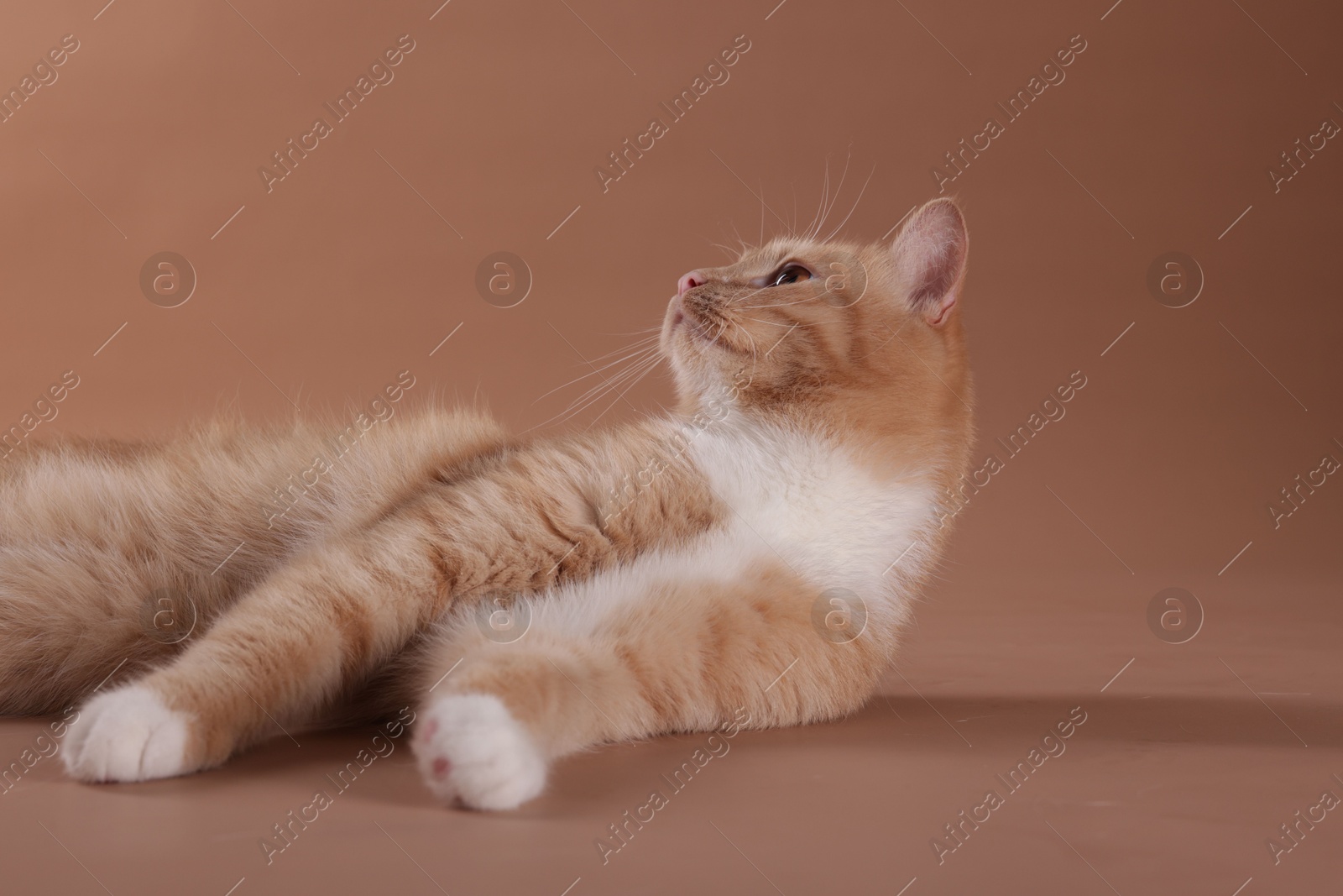 Adorable ginger cat on beige background. Cute animal Photo of Adorable ginger cat on beige background. Cute animal