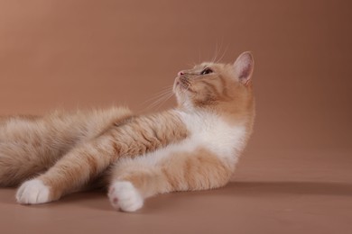 Photo of Adorable ginger cat on beige background. Cute animal