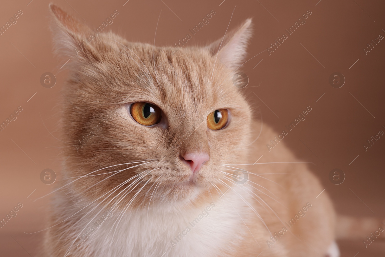 Adorable ginger cat on beige background, closeup Photo of Adorable ginger cat on beige background, closeup