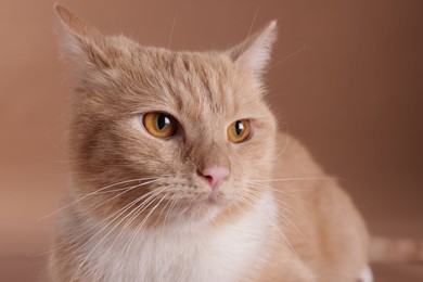 Photo of Adorable ginger cat on beige background, closeup