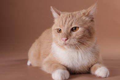 Photo of Adorable ginger cat on beige background, closeup