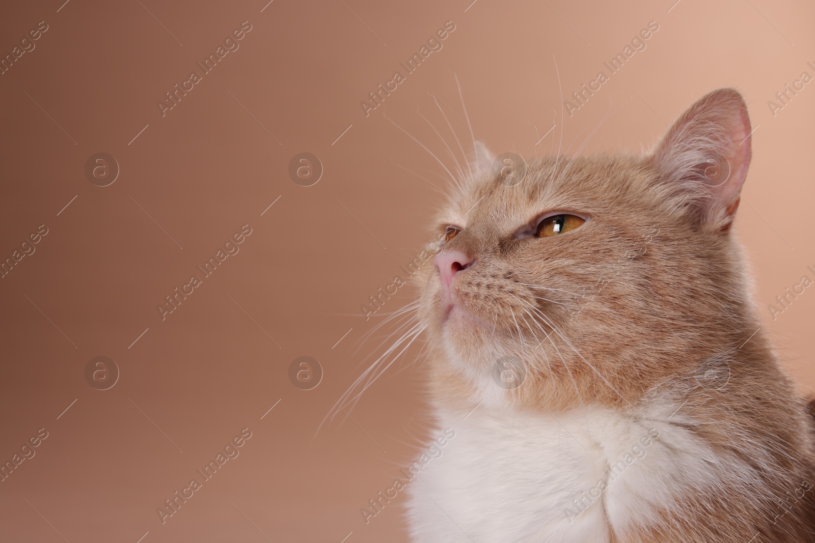 Adorable ginger cat on beige background, closeup. Space for text Photo of Adorable ginger cat on beige background, closeup. Space for text