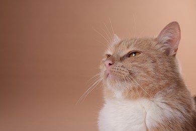 Photo of Adorable ginger cat on beige background, closeup. Space for text