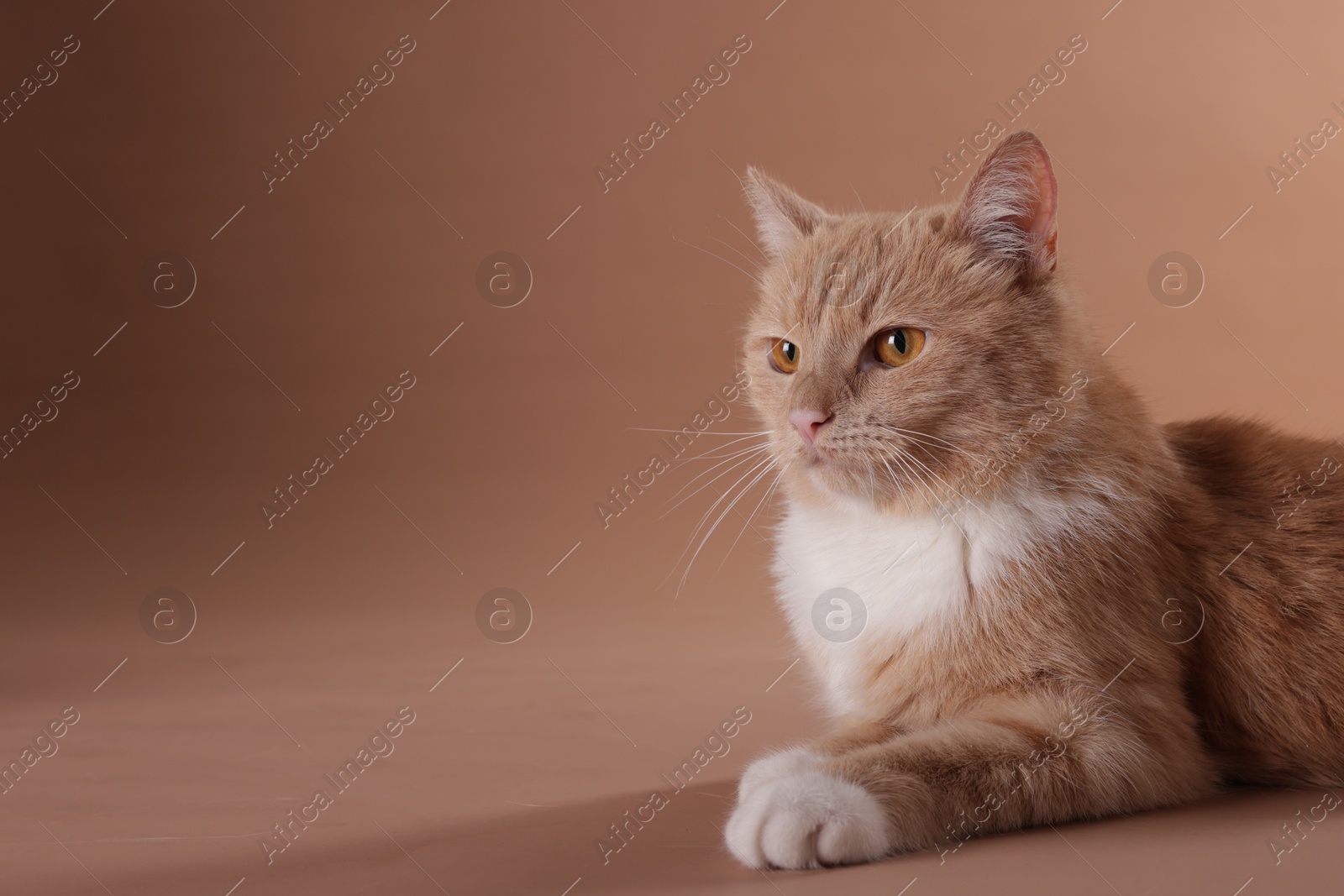 Adorable ginger cat on beige background. Space for text Photo of Adorable ginger cat on beige background. Space for text