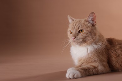Photo of Adorable ginger cat on beige background. Space for text