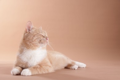 Photo of Adorable ginger cat on beige background. Space for text