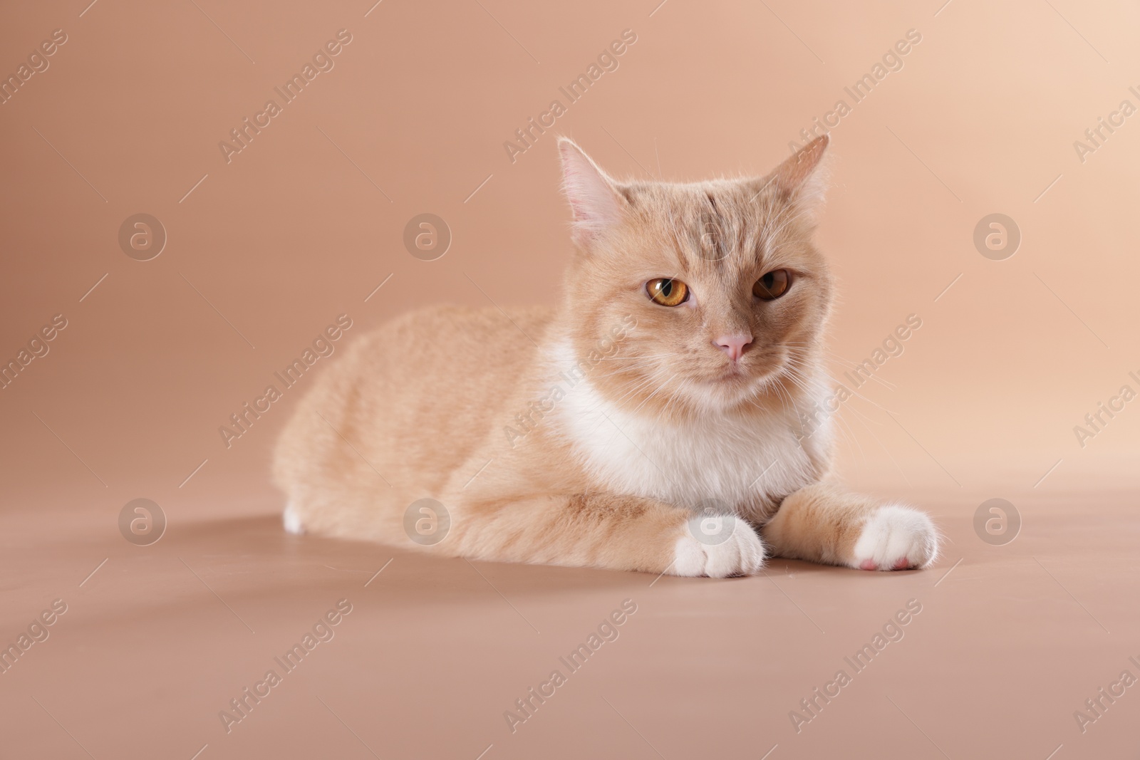 Adorable ginger cat on beige background. Cute animal Photo of Adorable ginger cat on beige background. Cute animal