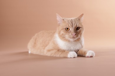 Photo of Adorable ginger cat on beige background. Cute animal