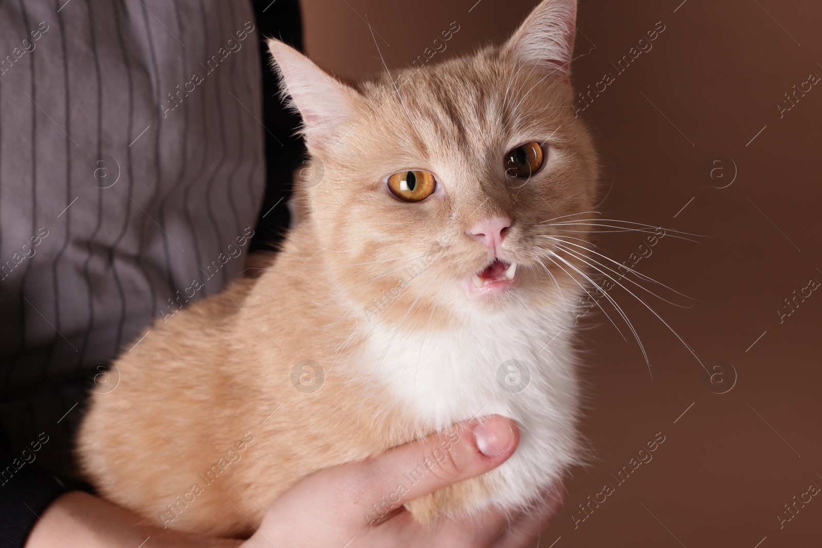 Owner with adorable ginger cat on brown background, closeup Photo of Owner with adorable ginger cat on brown background, closeup