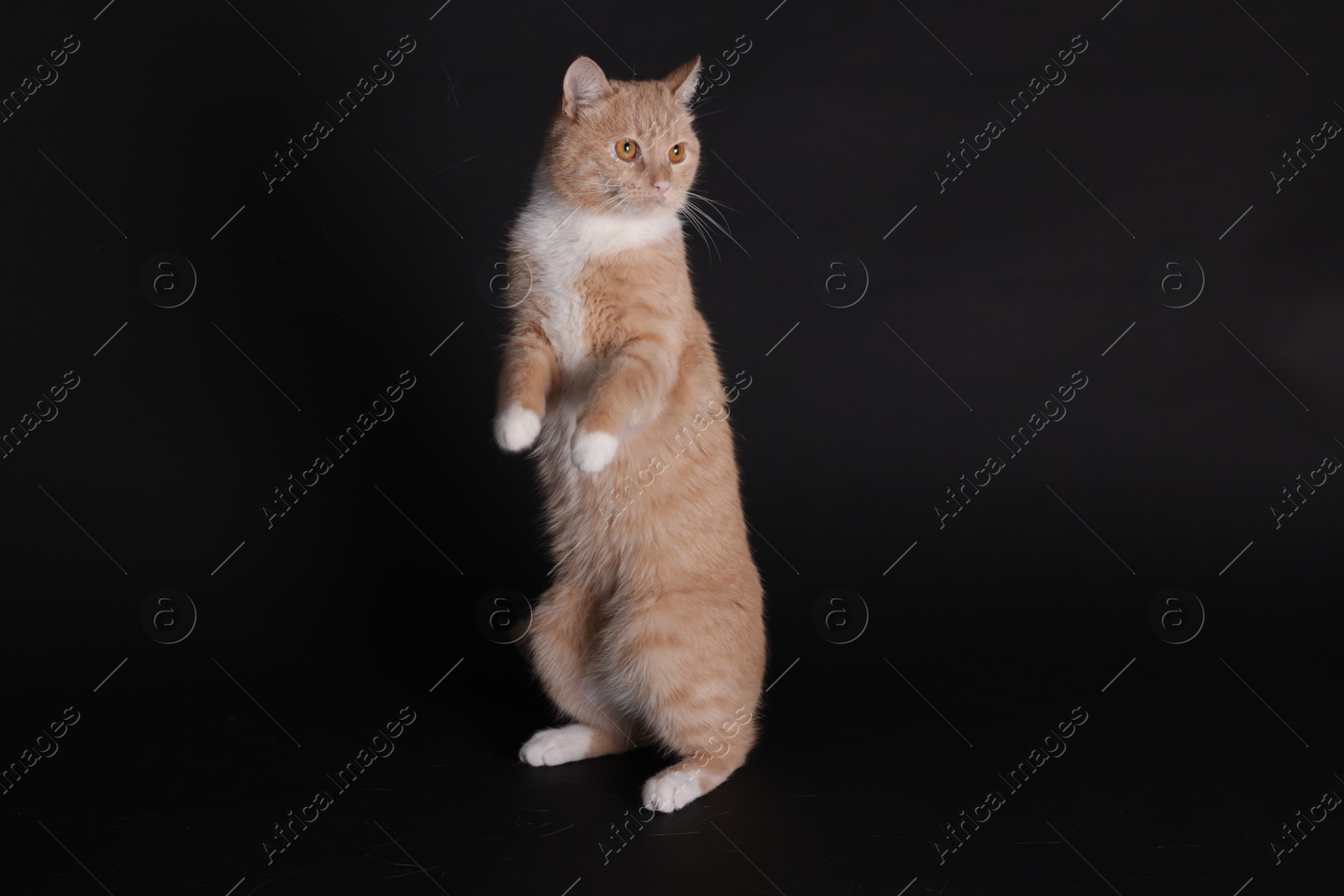 Adorable ginger cat posing on black background. Cute animal Photo of Adorable ginger cat posing on black background. Cute animal