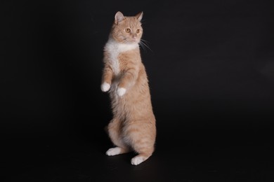 Photo of Adorable ginger cat posing on black background. Cute animal