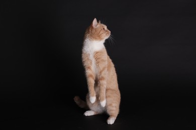 Photo of Adorable ginger cat posing on black background. Cute animal