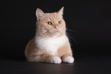 Photo of Adorable ginger cat on black background. Cute animal
