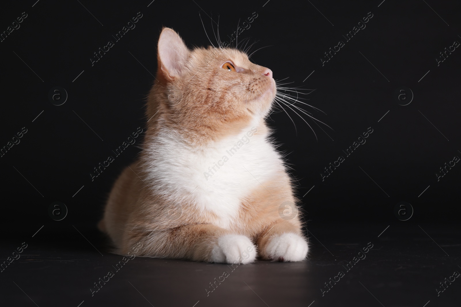 Adorable ginger cat on black background. Cute animal Photo of Adorable ginger cat on black background. Cute animal