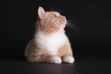 Photo of Adorable ginger cat on black background. Cute animal