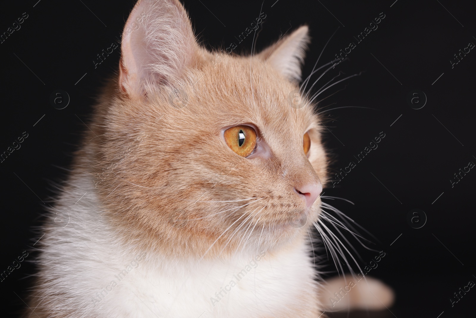 Adorable ginger cat on black background, closeup Photo of Adorable ginger cat on black background, closeup