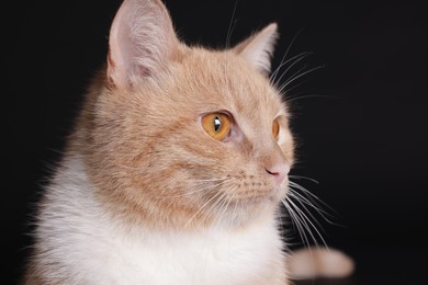 Photo of Adorable ginger cat on black background, closeup