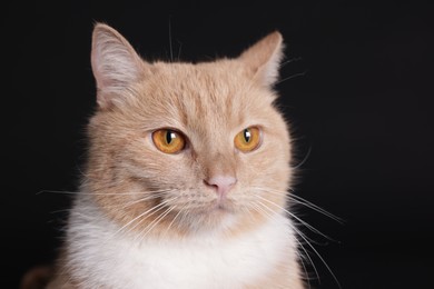 Photo of Portrait of adorable cat on black background, closeup