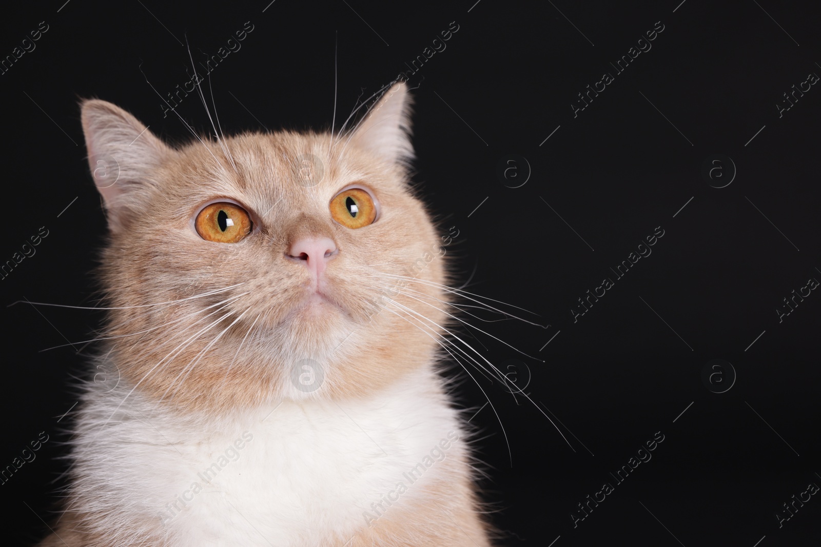 Adorable ginger cat on black background, closeup. Space for text Photo of Adorable ginger cat on black background, closeup. Space for text