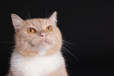 Photo of Adorable ginger cat on black background, closeup. Space for text