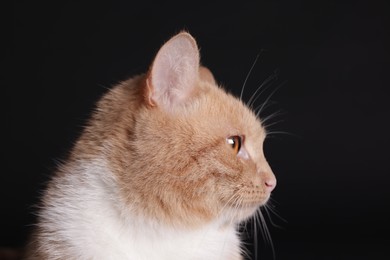 Photo of Adorable ginger cat on black background, closeup