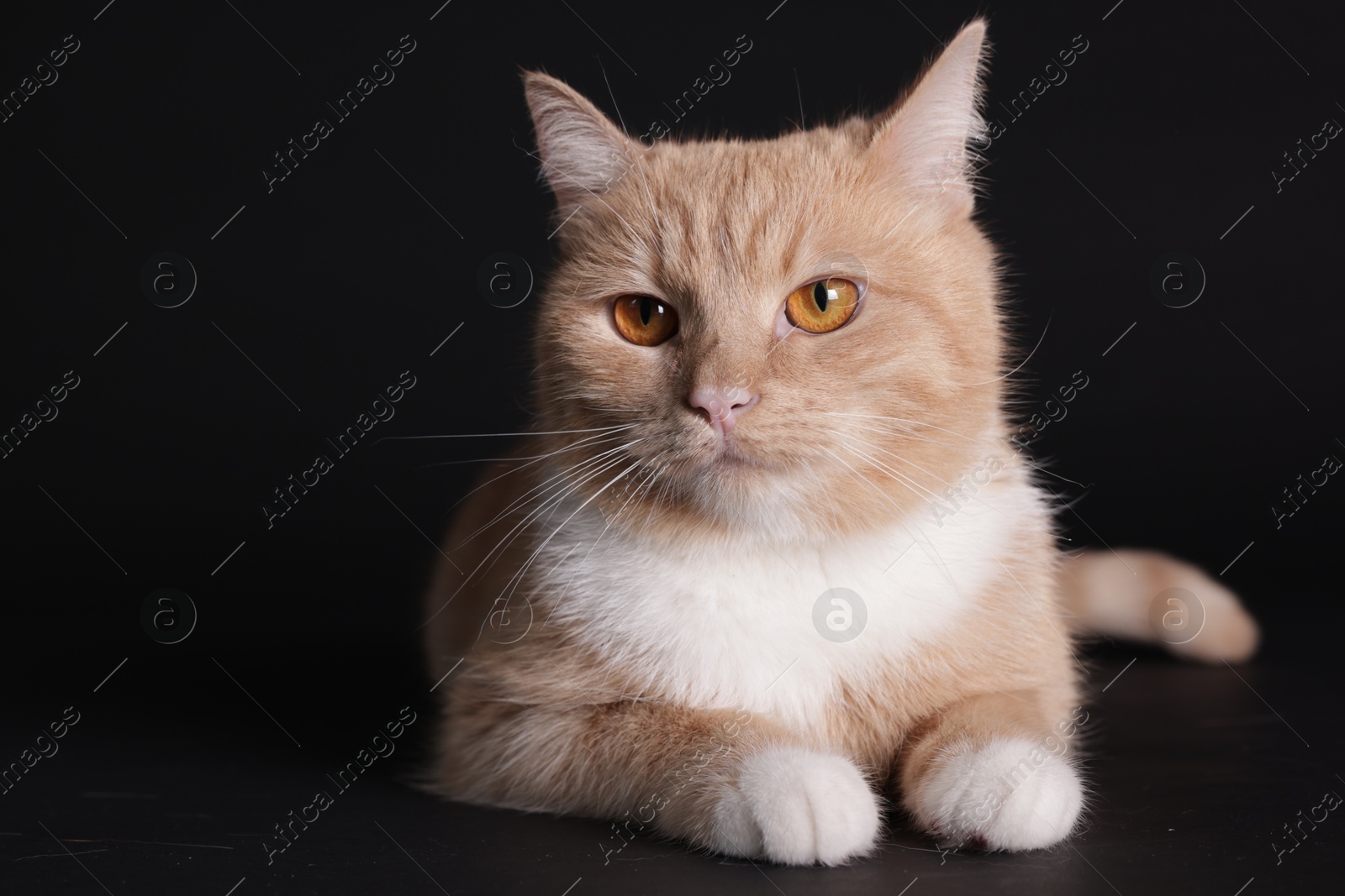 Adorable ginger cat on black background. Space for text Photo of Adorable ginger cat on black background. Space for text