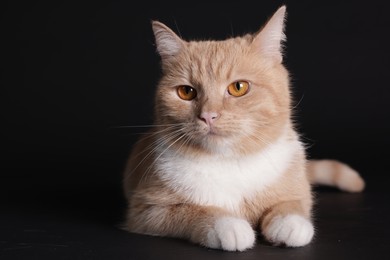 Photo of Adorable ginger cat on black background. Space for text