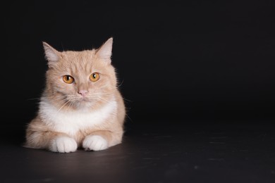 Photo of Adorable ginger cat on black background. Space for text