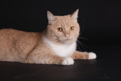 Photo of Adorable ginger cat on black background. Cute animal