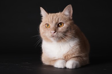 Photo of Adorable ginger cat on black background. Cute animal