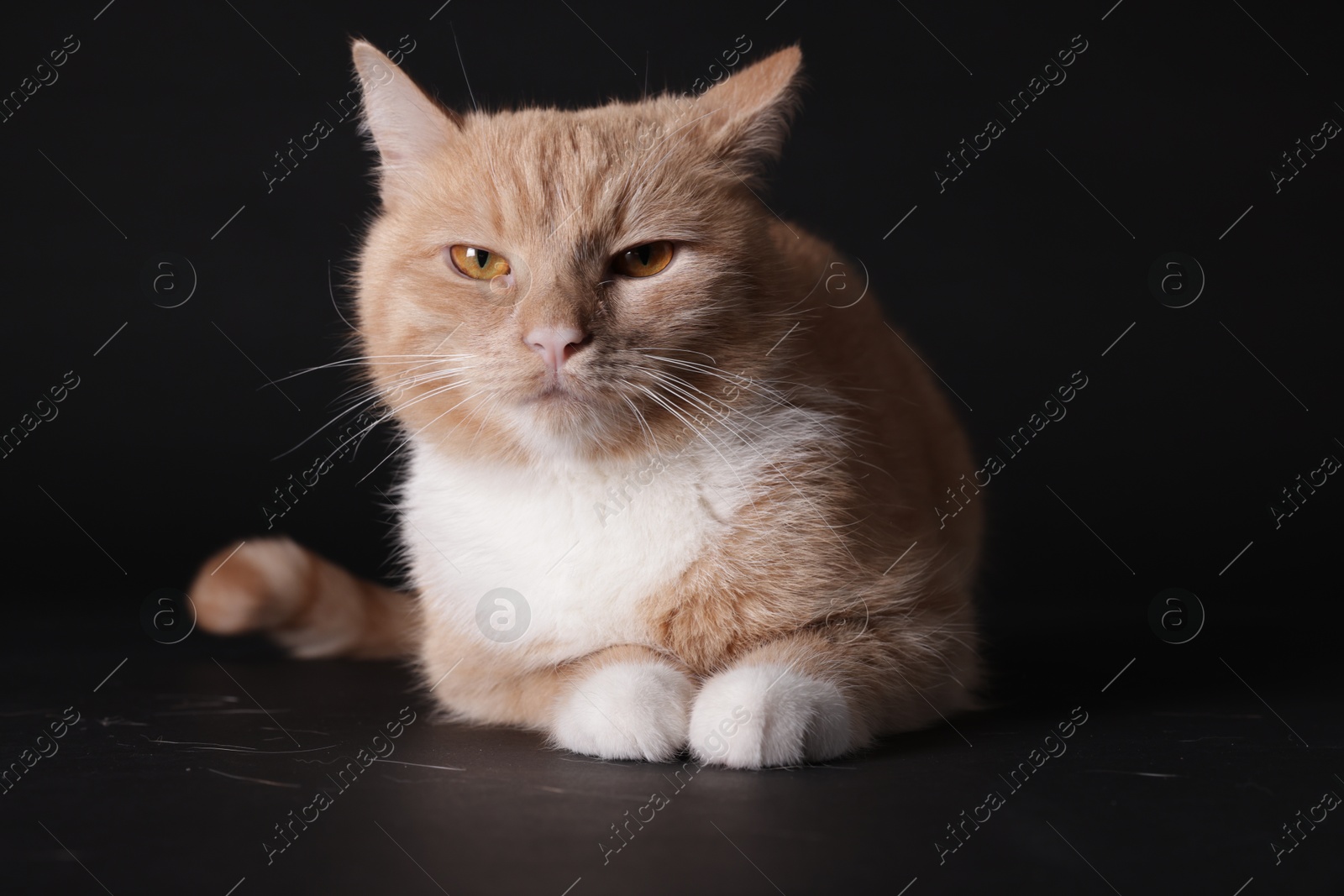 Adorable ginger cat on black background. Cute animal Photo of Adorable ginger cat on black background. Cute animal