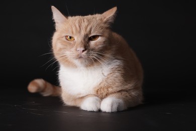 Photo of Adorable ginger cat on black background. Cute animal