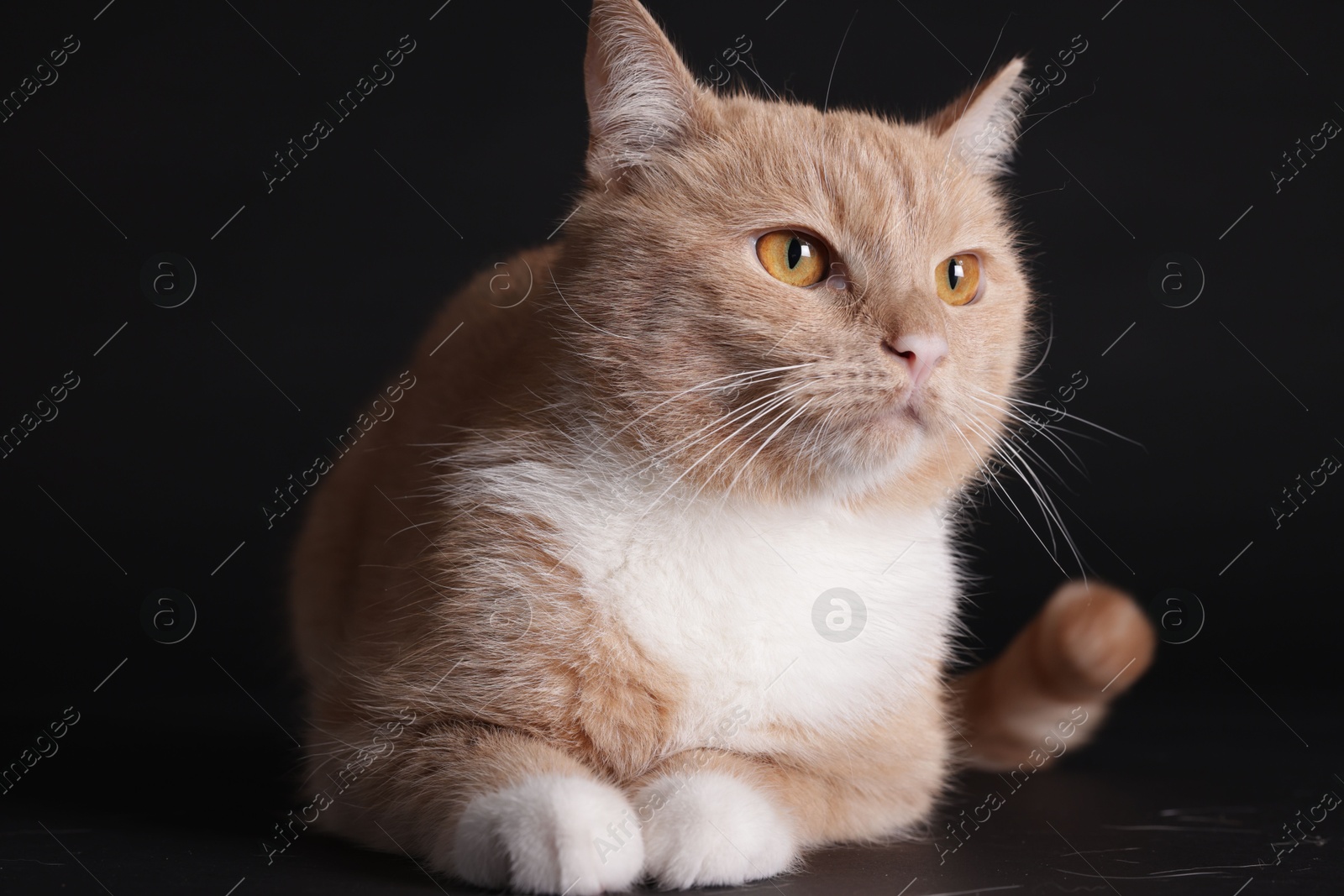 Adorable ginger cat on black background. Cute animal Photo of Adorable ginger cat on black background. Cute animal
