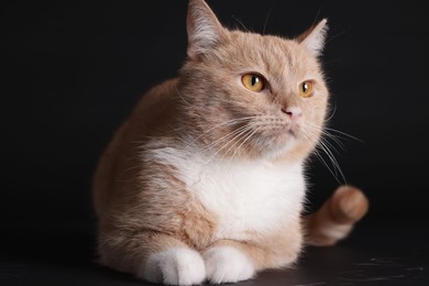 Photo of Adorable ginger cat on black background. Cute animal